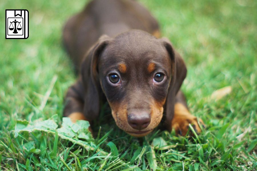 pensione per cani